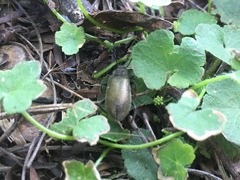 Lagria villosa