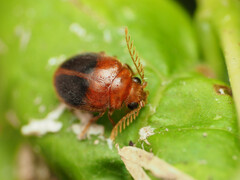 Prionocyphon discoideus