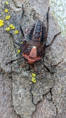 Poecilometis strigatus