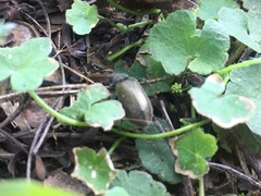 Lagria villosa