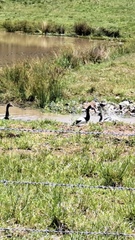 Anseranas semipalmata