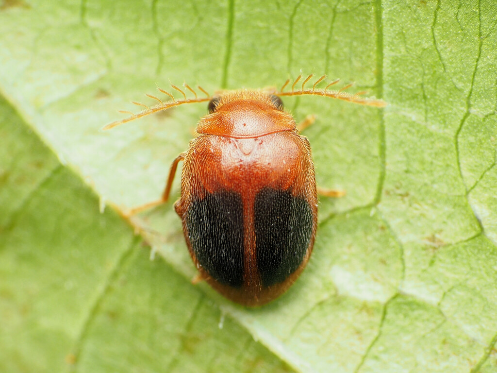 Disk-shaped Marsh Beetle