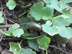 Lagria villosa