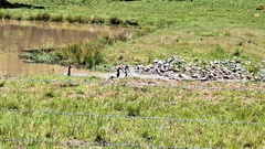 Anseranas semipalmata