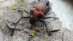 Poecilometis strigatus