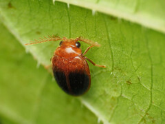 Prionocyphon discoideus
