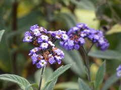 Heliotropium arborescens