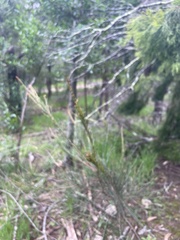Allocasuarina littoralis