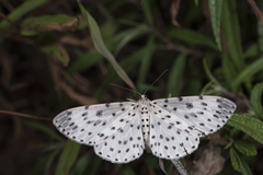 Antipercnia cordiforma