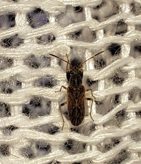 Pseudopachybrachius basalis