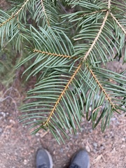 Abies concolor