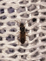 Pseudopachybrachius basalis
