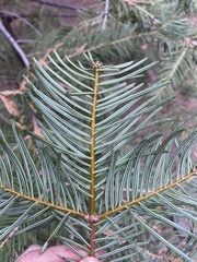 Abies concolor