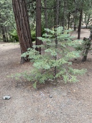 Abies concolor