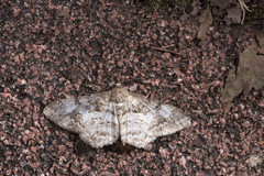 Alcis admissaria