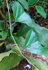 Decaloba