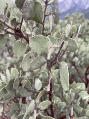 Arctostaphylos viscida mariposa