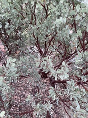 Arctostaphylos viscida mariposa
