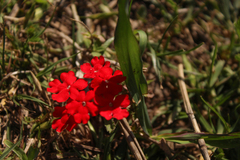 Glandularia peruviana