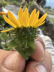 Grindelia inuloides