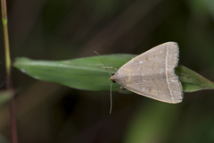 Simplicia simplicissima