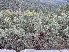Arctostaphylos viscida mariposa