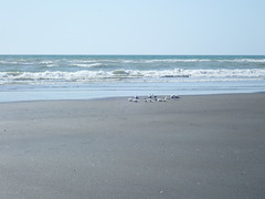 Sterna striata striata