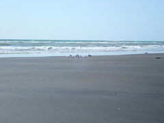 Sterna striata striata