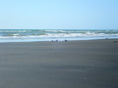 Sterna striata striata