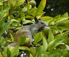Sciurus stramineus