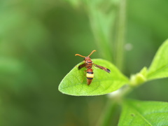 Antodynerus flavescens