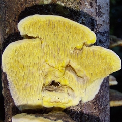 Irpiciporus