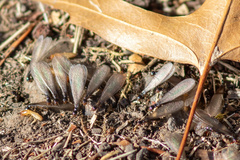 Reticulitermes hesperus