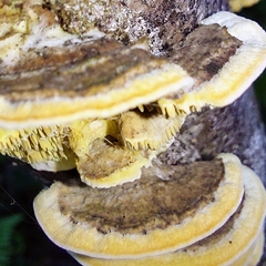 Irpiciporus