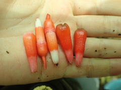 Psammisia guianensis