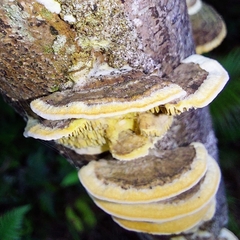 Irpiciporus