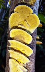 Irpiciporus