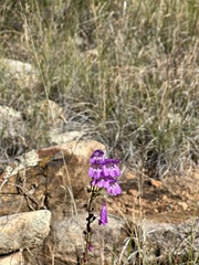 Penstemon neomexicanus