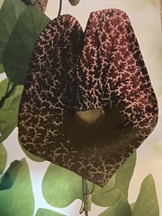 Aristolochia littoralis