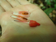 Psammisia guianensis