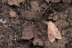 Barsine fuscozonata