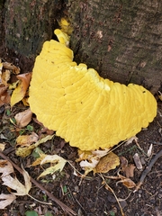 Laetiporus sulphureus