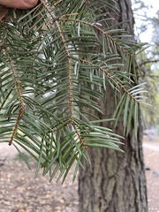 Abies concolor