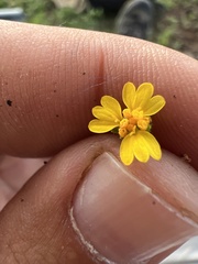 Trigonospermum annuum