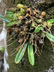 Bulbophyllum argyropus