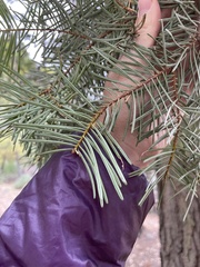 Abies concolor