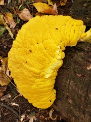 Laetiporus sulphureus