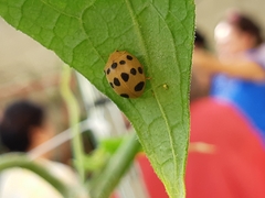 Epilachna tredecimnotata