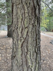 Abies concolor