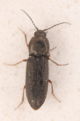 Cardiophorus